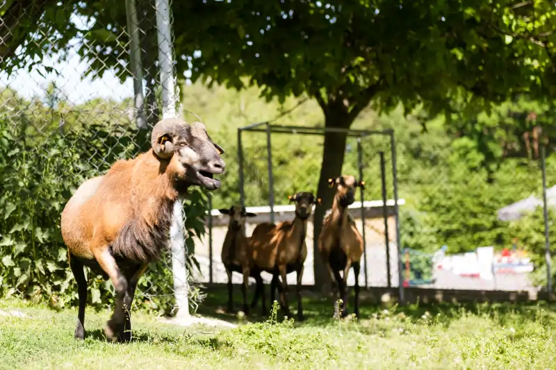 park rozrywki bryllandia mini zoo Mini ZOO